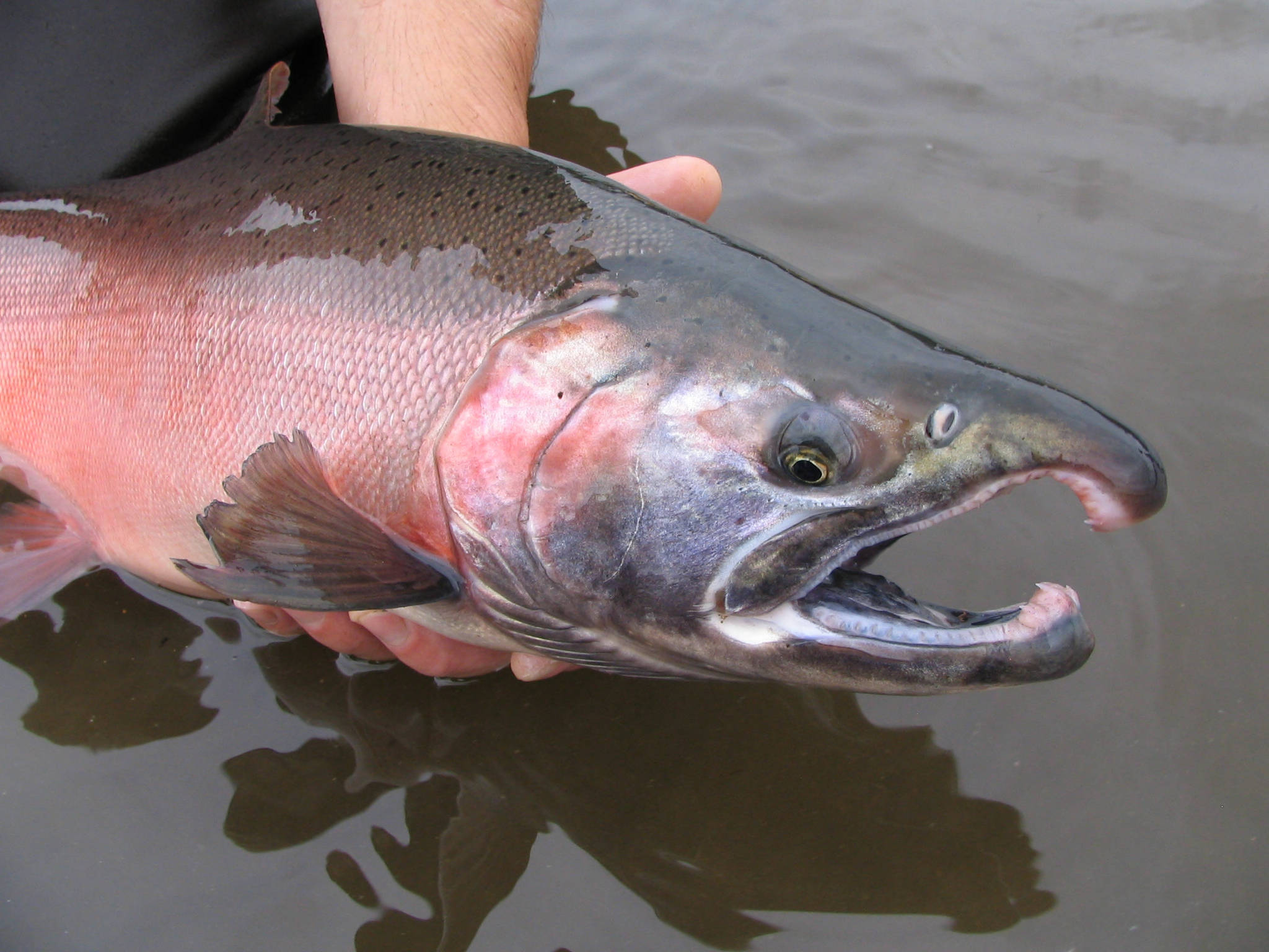 Coho Salmon (Silver Salmon)
