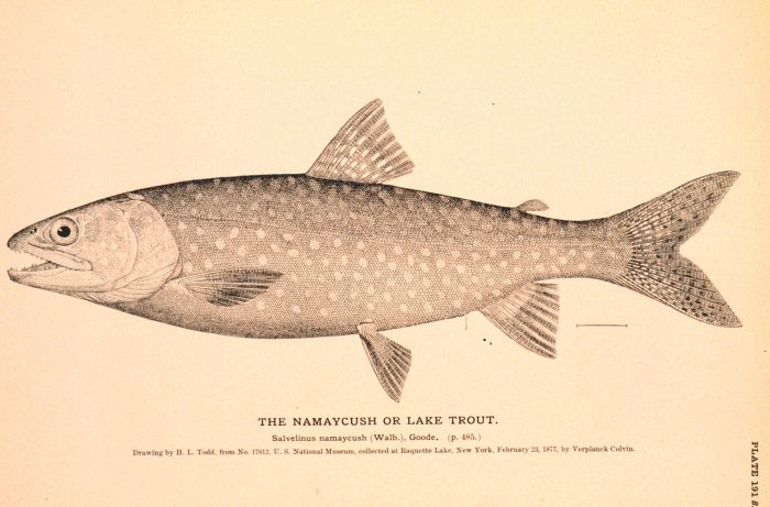 Lake Trout