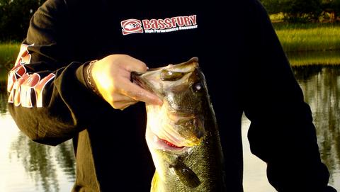 Largemouth Bass