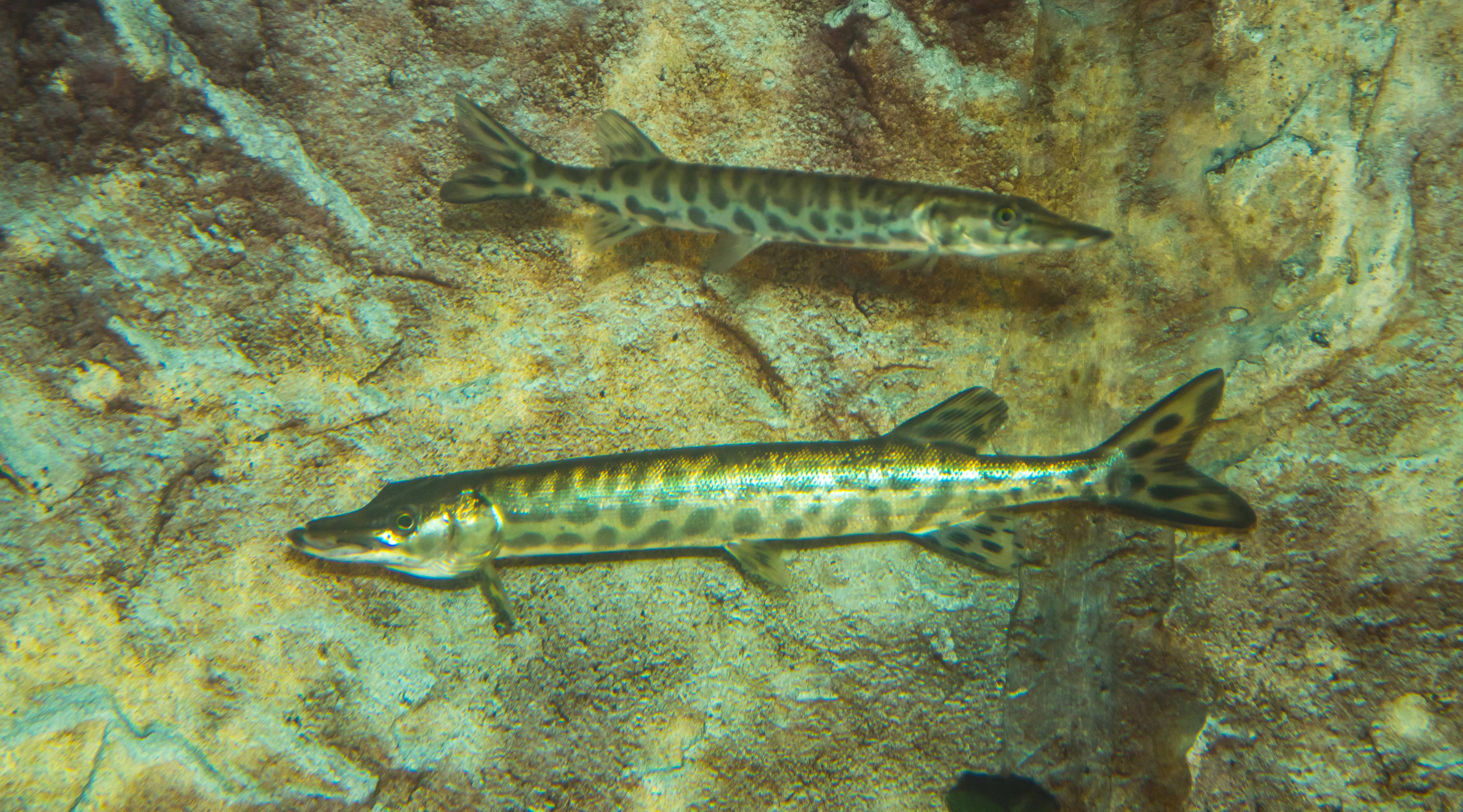 Muskellunge (Muskie)
