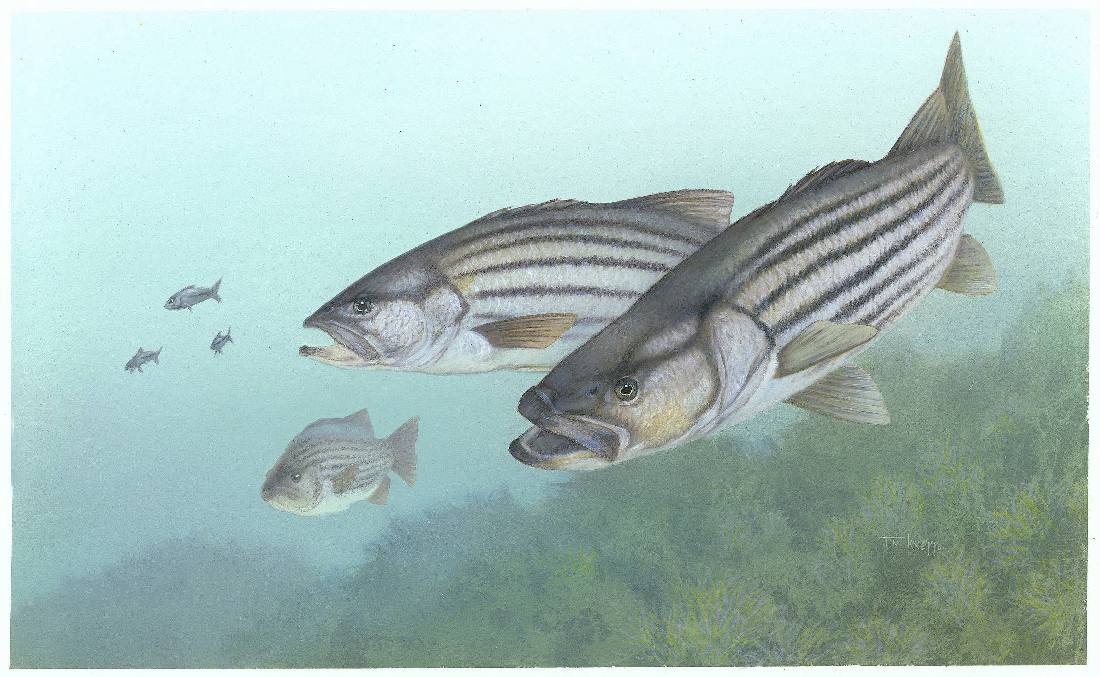 Striped Bass